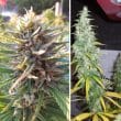 Desfran Feminized Cannabis Seeds by Dutch Passion Seeds