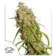 Desfran Feminized by Dutch Passion Seeds