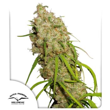 Desfran Feminized by Dutch Passion Seeds