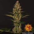 Do Si Dos #33 Feminized Cannabis Seeds by Barneys Farm