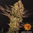 Do Si Dos #33 Feminized Cannabis Seeds by Barneys Farm