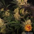 Do Si Dos #33 Feminized Cannabis Seeds by Barneys Farm