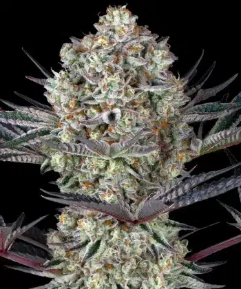 Do Si Dos #33 Feminized Cannabis Seeds by Barneys Farm