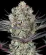Do Si Dos #33 Feminized Cannabis Seeds by Barneys Farm