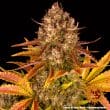 Do Si Dos Auto Cannabis Seeds by Barneys Farm