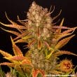 Do Si Dos Auto Cannabis Seeds by Barneys Farm