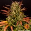 Do Si Dos Auto Cannabis Seeds by Barneys Farm