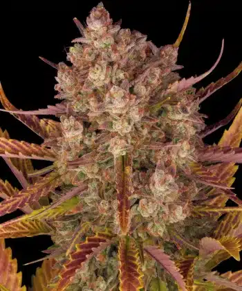 Do Si Dos Auto Cannabis Seeds by Barneys Farm