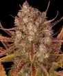Do Si Dos Auto Cannabis Seeds by Barneys Farm