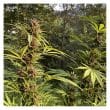 durban-dew-4