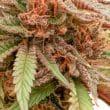durban-dew-4