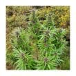 durban-dew-4