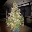 durban-dew-4