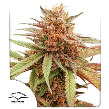 Durban Dew Feminized by Dutch Passion Seeds