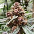 durban-poison-4