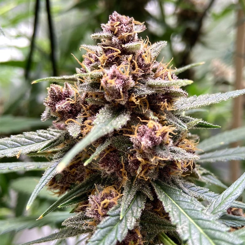 Durban Poison Regular by Dutch Passion Seeds Durban Poison Regular by Dutch Passion Seeds