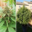 durban-poison-4