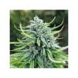 durban-poison-4