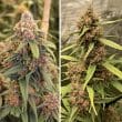 durban-poison-4