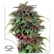 Durban Poison Feminized by Dutch Passion Seeds