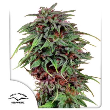 Durban Poison Feminized by Dutch Passion Seeds