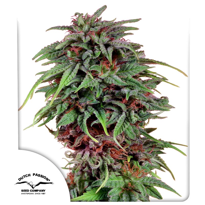 durban-poison-5