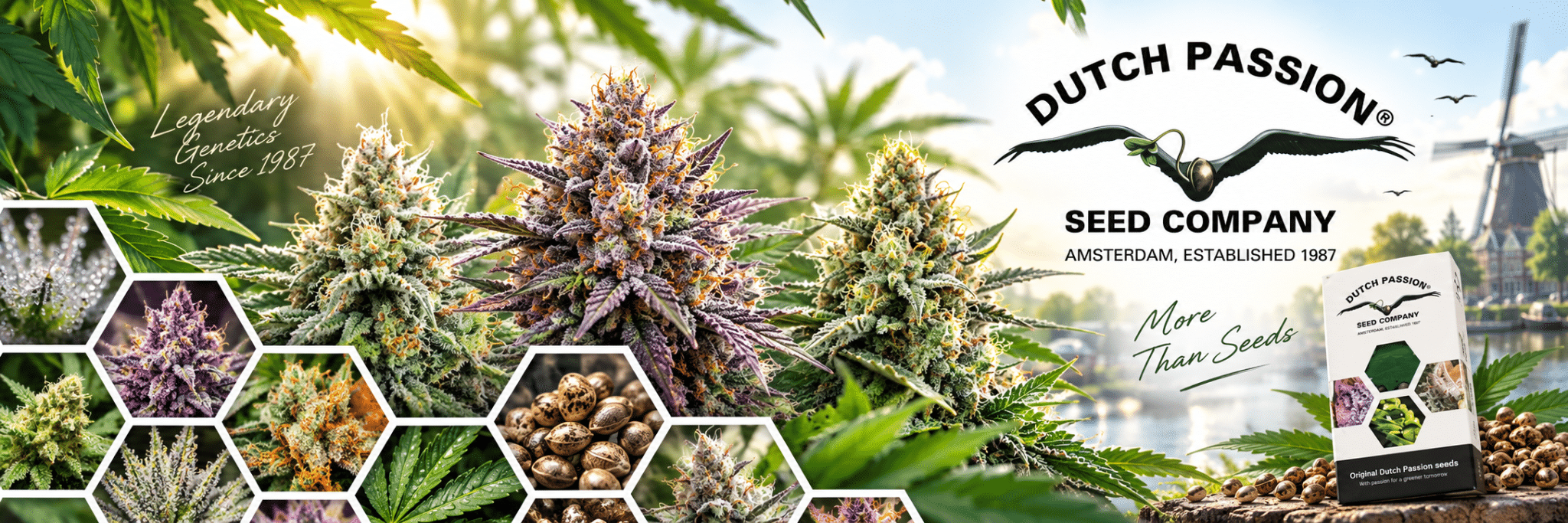dutch passion seeds worldwide delivery