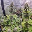 Euforia Regular Cannabis Seeds by Dutch Passion Seeds
