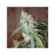 Euforia Regular Cannabis Seeds by Dutch Passion Seeds