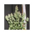 Euforia Regular Cannabis Seeds by Dutch Passion Seeds