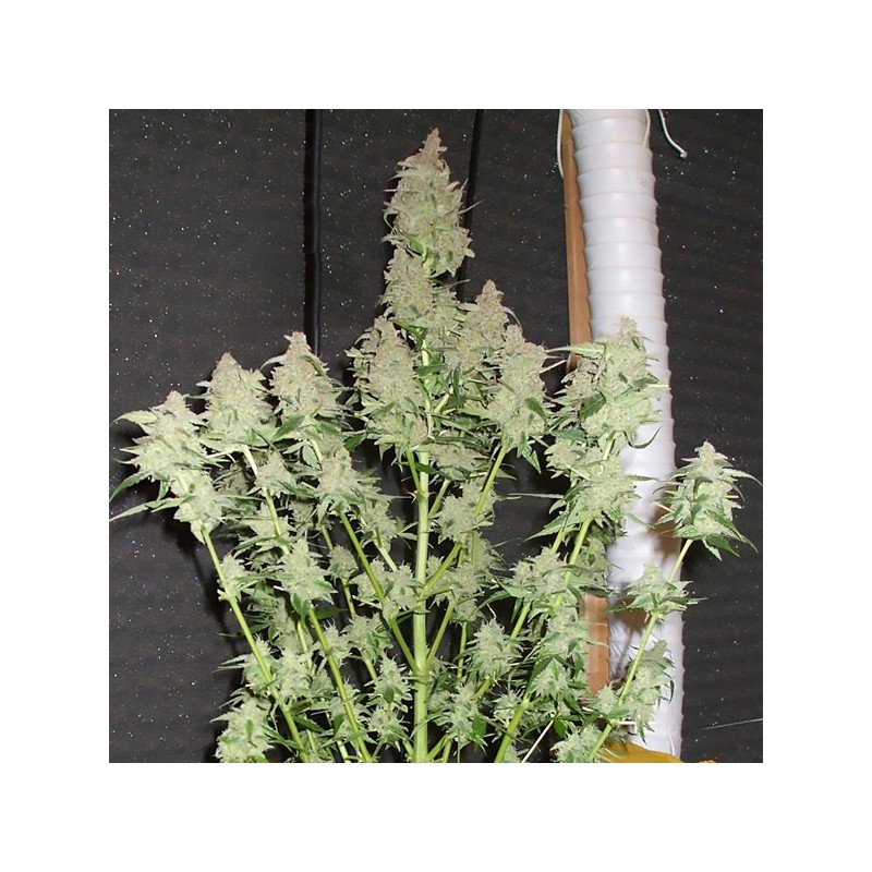 Euforia Regular by Dutch Passion Seeds Euforia Regular by Dutch Passion Seeds