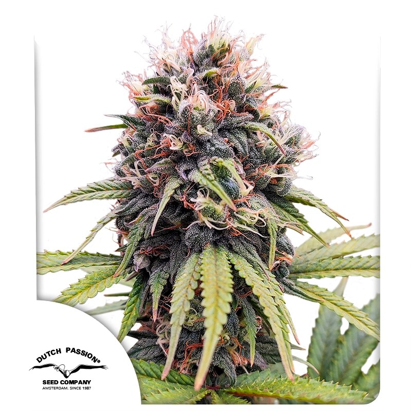 Euforia Regular Cannabis Seeds by Dutch Passion Seeds Euforia Regular Cannabis Seeds by Dutch Passion Seeds