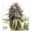 Euforia Feminized Cannabis Seeds by Dutch Passion Seeds