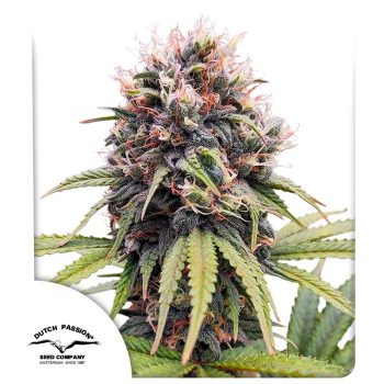 Euforia Feminized Cannabis Seeds by Dutch Passion Seeds