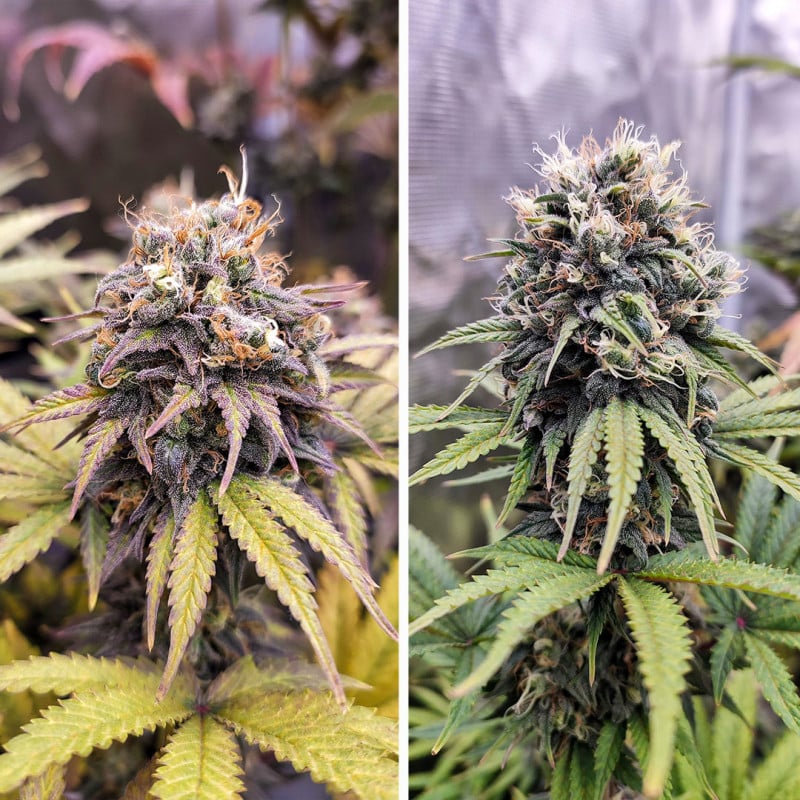 Euforia Regular by Dutch Passion Seeds Euforia Regular by Dutch Passion Seeds