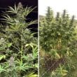 Frisian Dew Feminized Cannabis Seeds by Dutch Passion Seeds