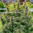 Frisian Dew Feminized Cannabis Seeds by Dutch Passion Seeds