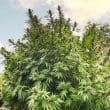 Frisian Dew Feminized Cannabis Seeds by Dutch Passion Seeds