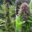 Frisian Dew Feminized Cannabis Seeds by Dutch Passion Seeds