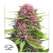 Frisian Dew Feminized Cannabis Seeds by Dutch Passion Seeds
