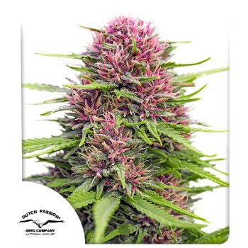 Frisian Dew Feminized Cannabis Seeds by Dutch Passion Seeds