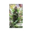 Frisian Duck Feminized Cannabis Seeds by Dutch Passion Seeds