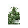 Frisian Duck Feminized Cannabis Seeds by Dutch Passion Seeds
