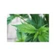 Frisian Duck Feminized Cannabis Seeds by Dutch Passion Seeds