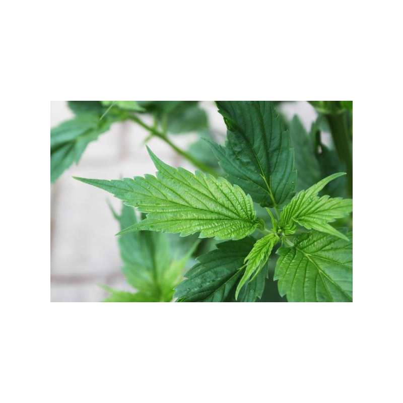 Frisian Duck Feminized by Dutch Passion Seeds Frisian Duck Feminized by Dutch Passion Seeds