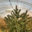 Frisian Duck Feminized Cannabis Seeds by Dutch Passion Seeds