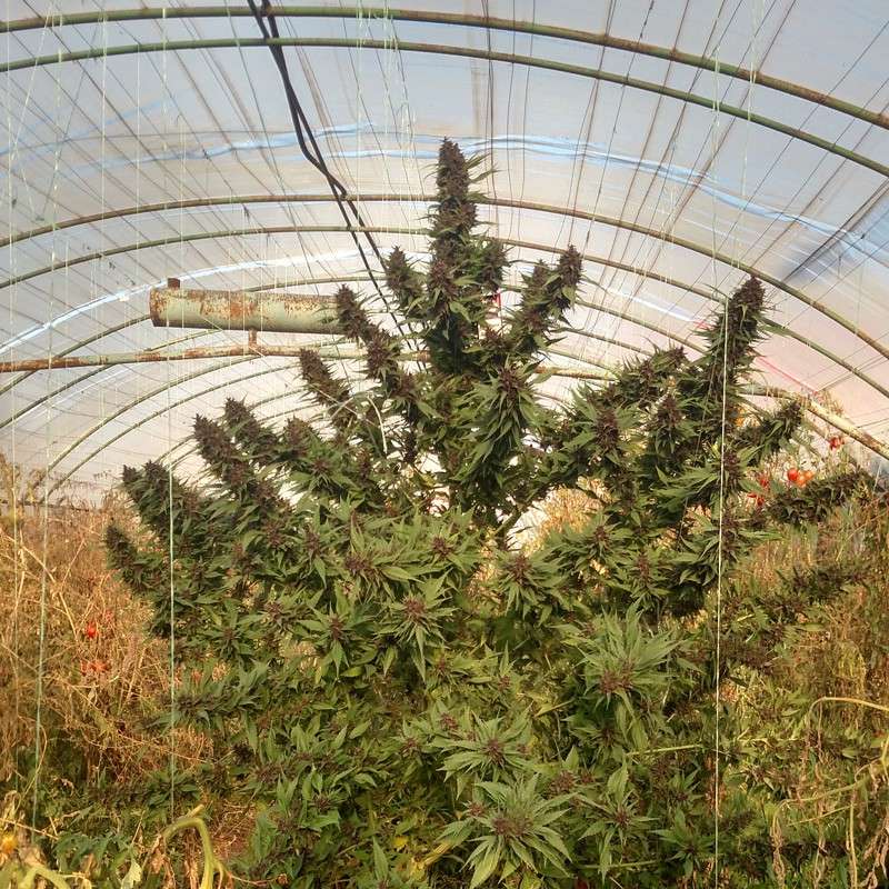Frisian Duck Feminized by Dutch Passion Seeds Frisian Duck Feminized by Dutch Passion Seeds