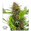 Frisian Duck Feminized Cannabis Seeds by Dutch Passion Seeds