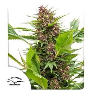 Frisian Duck Feminized Cannabis Seeds by Dutch Passion Seeds
