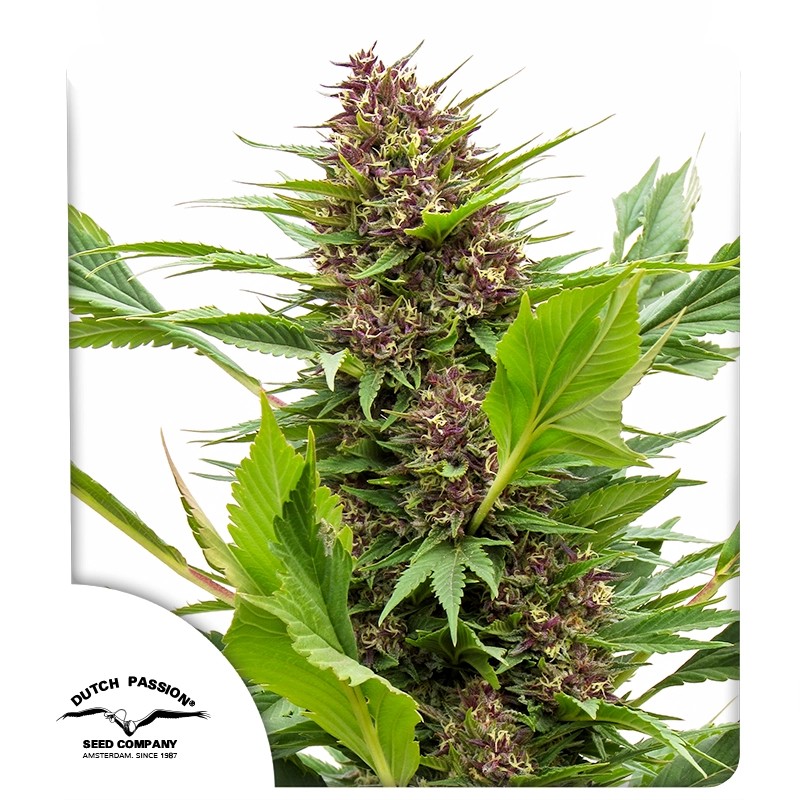Frisian Duck Feminized Cannabis Seeds by Dutch Passion Seeds Frisian Duck Feminized Cannabis Seeds by Dutch Passion Seeds